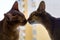 Abyssinian cats kissing close-up