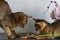 Abyssinian cats, mother and kitten, play