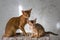 Abyssinian cats, mother and kitten, play