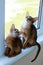 Abyssinian cats play at the window in the house