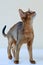 Abyssinian cats play at the window in the house