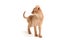 Abyssinian ginger cat stands on a white background