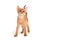 Abyssinian ginger cat stands on a white background