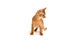 Abyssinian ginger cat stands on a white background