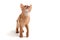 Abyssinian ginger cat stands on a white background