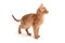 Abyssinian ginger cat stands on a white background