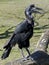 Abyssinian ground hornbill 1