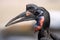 Abyssinian Ground Hornbill