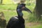 Abyssinian ground hornbill