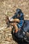 Abyssinian Ground Hornbill.