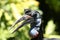 Abyssinian ground hornbill face