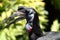 Abyssinian ground hornbill side of head