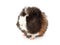 Abyssinian guinea pig, Cavia porcellus