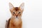 Abyssinian kitten dissatisfied with something. Close-up portrait.