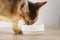 Abyssinian kitten eat catfood from white bowl