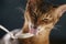 Abyssinian kitten eat yogurt from silver spoon