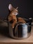 Abyssinian Kitten relaxing in cooking pot