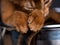 Abyssinian Kitten relaxing in cooking pot