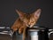 Abyssinian Kitten relaxing in cooking pot