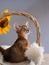 Abyssinian Kitten relaxing in her basket