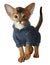 Abyssinian kitten in a sweater. Watercolor drawing