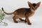 Abyssinian kitten, white wall background. Young beautiful purebred red short haired kitty. Small cute pets at cozy home