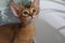 Abyssinian kitten, white wall background. Young beautiful purebred red short haired kitty. Small cute pets at cozy home