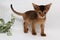 Abyssinian kitten, white wall background. Young beautiful purebred red short haired kitty. Small cute pets at cozy home