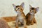 Abyssinian kittens play funny