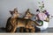Abyssinian kittens play and have fun