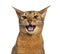 Abyssinian meowing (2 years old), isolated