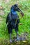 Abyssinian northern Ground Hornbill, Bucorvus abyssinicus strange bird