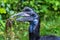 Abyssinian northern Ground Hornbill, Bucorvus abyssinicus strange bird