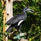 Abyssinian northern Ground Hornbill, Bucorvus abyssinicus strange bird