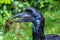 Abyssinian northern Ground Hornbill, Bucorvus abyssinicus strange bird