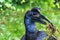 Abyssinian northern Ground Hornbill  Bucorvus abyssinicus strange bird