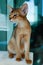 Abyssinian red cat , portrait