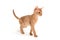 Abyssinian red cat stands on a white background