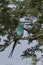Abyssinian roller Coracias abyssinicus