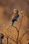 The Abyssinian roller Coracias abyssinicus, or Senegal roller,