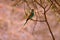 The Abyssinian roller sitting on a brach