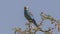 Abyssinian Roller on Tree