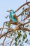 Abyssinian Roller in a tree i