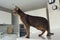 Abyssinian shorthair cat walks at home on the kitchen table