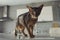 Abyssinian shorthair cat walks at home on the kitchen table