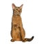 Abyssinian, sitting (2 years old), isolated