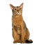 Abyssinian, sitting (2 years old), isolated