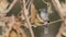 Abyssinian Slaty Flycatcher Perching on Tree Branch