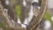 Abyssinian Slaty Flycatcher on Tree