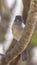 Abyssinian Slaty Flycatcher on Tree Branch